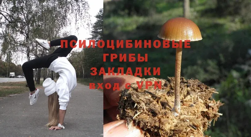 купить наркотик  Нытва  Псилоцибиновые грибы Magic Shrooms 